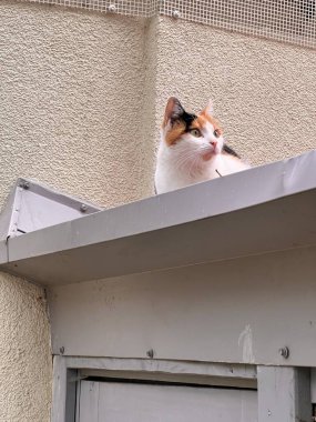 Çatıdaki kedi beyaz, siyah ve turuncu kürklü Calico kedisi gri metal bir çatıya tünemiş.. 