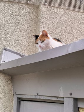 Çatıdaki kedi beyaz, siyah ve turuncu kürklü Calico kedisi gri metal bir çatıya tünemiş.. 