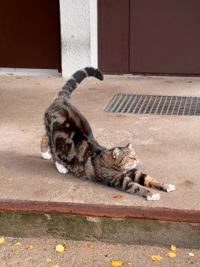 Evin girişinde benekli bir sokak kedisi. Serseri hayvanların sorunu. 