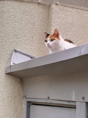 Çatıdaki kedi beyaz, siyah ve turuncu kürklü Calico kedisi gri metal bir çatıya tünemiş.. 