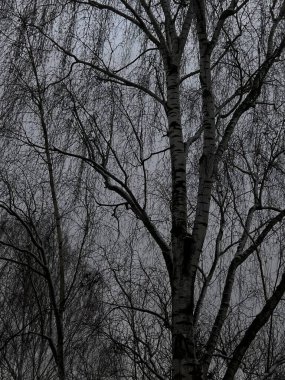 Botanik geçmişi. Huş dalları. İnce ağaç dalları, koyu gövdeleri ve gri gökyüzüne karşı karmaşık dalları olan uzun ağaçlar. İnce ince dallar ağı ince, dantel gibi bir siluet yaratır.