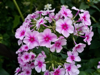 Çiçek arkaplan. Pembe renkli renkli Phlox çiçekleri kümeleri, her biri koyu morumsu merkezli beş taç yaprağı, yemyeşil yaprakların arasında açar.. 