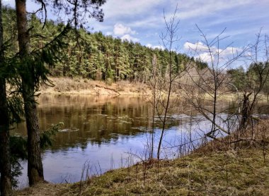 Ormandaki bir nehir kıyısında, yemyeşil ormanlarla çevrili bir nehir kıyısındaki yosun kaplı bir ağaç. Çam ağaçları ve yoğun yapraklar, suların kenarlarını sarar ve dingin bir atmosfer yaratır.. 