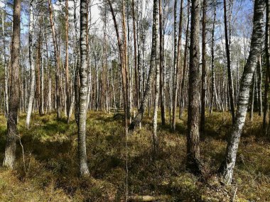 Uzun huş ağaçlarıyla dolu sık bir orman. Siyah lekeli beyaz kabuklar sergiliyorlar. Kırmızımsı kahverengi kabuklu çam ağaçları kesişiyor. Orman zemininde seyrek çalılar ve kahverengimsi yeşillikler var.