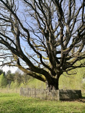 Kalın, eğri dalları olan dev bir meşe ağacı geniş bir alana yayılır ve dokulu bir ağaç kabuğunu ortaya çıkarır. Etrafı tahta çitlerle çevrili.. 