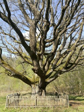 Kalın, eğri dalları olan dev bir meşe ağacı geniş bir alana yayılır ve dokulu bir ağaç kabuğunu ortaya çıkarır. Etrafı tahta çitlerle çevrili.. 