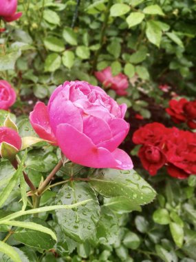 Botanik geçmişi. Şakayığa benzeyen pembe bir bahçe gülü 