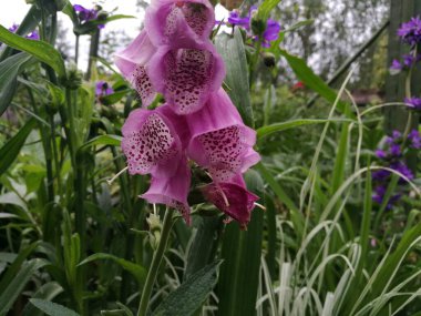 Çiçek arkaplan. Yüksükotu çiçekleri (Digitalis purpurea), benekli iç kısımlarla süslenmiş pembe tonlarda tüp taç yaprakları sergiler.. 