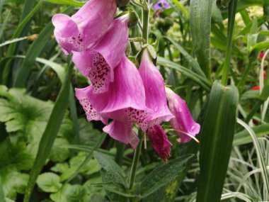 Çiçek arkaplan. Yüksükotu çiçekleri (Digitalis purpurea), benekli iç kısımlarla süslenmiş pembe tonlarda tüp taç yaprakları sergiler.. 