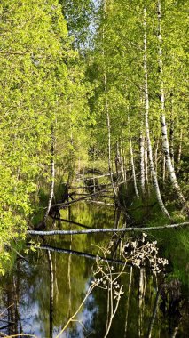 Ağaç koruluğundaki nehir. Düşen dallar ara sıra suları birbirine bağlar ve sahnenin doğal cazibesini arttırır..