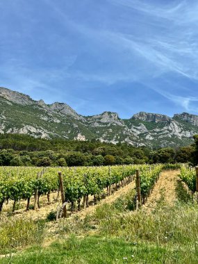 Rioja bölgesinin üzüm bağları bir üzüm bağı boyunca uzanır, ahşap direklerle desteklenir, engebeli, kayalık dağlara karşı.. 