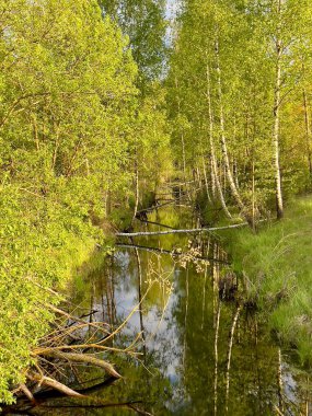 Dar bir nehir sık bir huş ağacının içinden akar, beyaz kabuklu Betula ağaçları kıyılarını kaplar. Su yemyeşil yaprakları ve kısmen düşmüş dalları yansıtır. Huzurlu bir ortam yaratır.