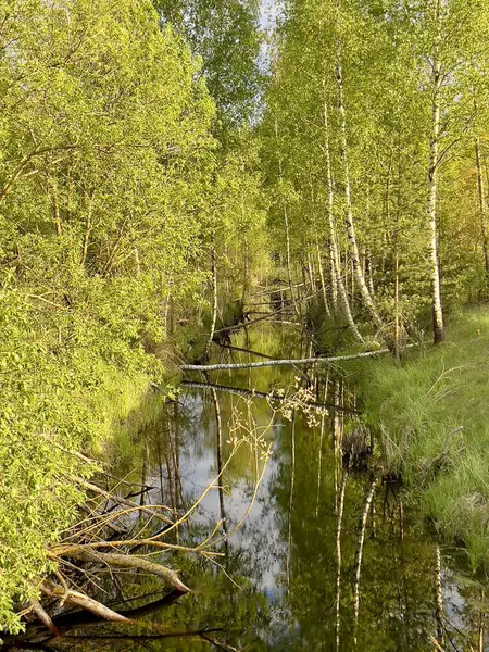Dar bir nehir sık bir huş ağacının içinden akar, beyaz kabuklu Betula ağaçları kıyılarını kaplar. Su yemyeşil yaprakları ve kısmen düşmüş dalları yansıtır. Huzurlu bir ortam yaratır.