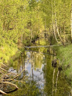 Dar bir nehir verimli bir huş ağacının içinde kıvrılır, ağaçlar kıyıları kaplar. Düşen dallar aralıklarla berrak ve yansıtıcı suyu kaplar. Ağaçlar açık yeşil yapraklar sergiliyor.. 