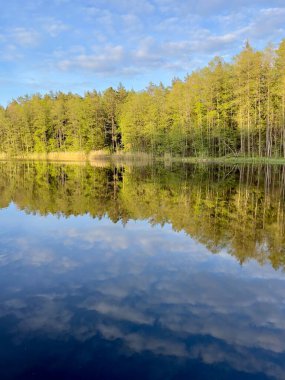 Çam ormanı ve mavi gökyüzü göle yansıyor. Sakin bir göl, gür bir çam ormanını ve bulutlarla benekli mavi bir gökyüzünü yansıtır. Yeşil yapraklı, uzun ağaçlar.