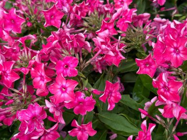 Çiçek arkaplan. Çiçek açan Phlox. Çiçeklerin her birinde beş taç yaprağı vardır ve bu da yıldıza benzer bir şekil oluşturur. Parlak çiçeklere zıtlık veren yemyeşil yapraklarla çevrilidir.. 