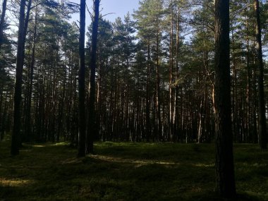 Uzun, ince çam ağaçlarının olduğu açık orman sahnesi çimlerle kaplı, yosun kaplı bir zemine uzun gölgeler bırakıyor. Güneş ışığı ağaçların arasından süzülür ve yerde bir ışık ve gölge karışımı yaratır.