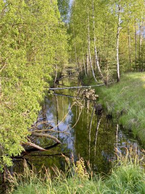 Sakin bir kırsal bölgede yemyeşil otlar ve ince huş ağaçlarıyla çevrili dar bir dere bulunur. Su çevredeki bitki örtüsünü yansıtıyor ve sakin atmosferi güçlendiriyor.. 