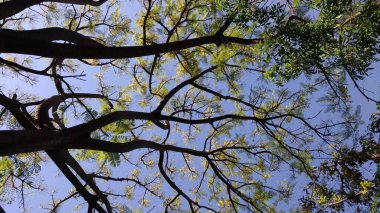 İlkbaharda ağaç dallarının yukarı doğru görüntüsünü çeken fotoğraf taze yeşil yapraklar ve açık mavi bir gökyüzü sergiliyor. Karmaşık desenler güneş ışığının filtrelediği doğal bir gölgelik oluşturuyor..