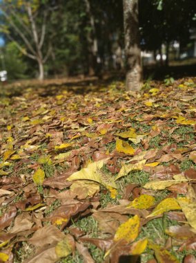 Kahverengi ve sarı sonbahar yapraklarının karışımıyla kaplı zemin manzarası, ağaçların arasından süzülen güneş ışığıyla güçlendirilmiş, sakin bir park ortamında düşmüş güzel bir halı yaratıyor..