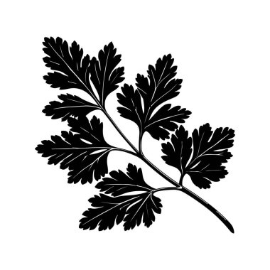 Maydanoz çizimi, kabartma vektör illüstrasyonu Aromatik baharat