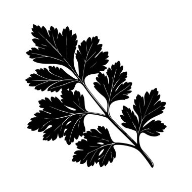 Maydanoz çizimi, kabartma vektör illüstrasyonu Aromatik baharat