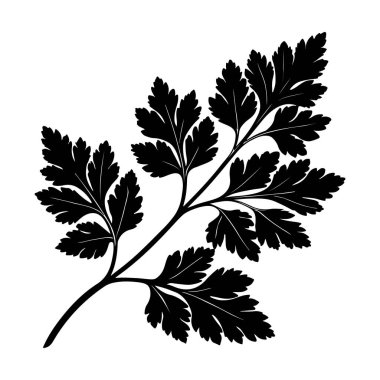 Maydanoz çizimi, kabartma vektör illüstrasyonu Aromatik baharat