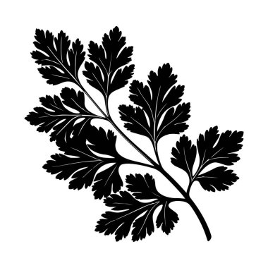 Maydanoz çizimi, kabartma vektör illüstrasyonu Aromatik baharat