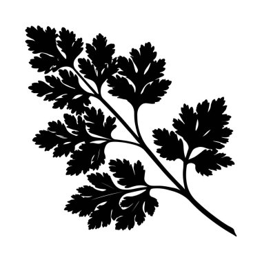 Maydanoz çizimi, kabartma vektör illüstrasyonu Aromatik baharat