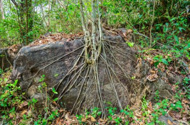 Tree growing on a rock under adverse conditions