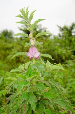Sesamum indicum (Til) plant with flowers