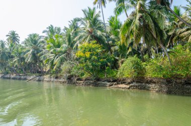 Backwaters of Kemmanu delta