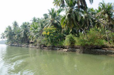 Backwaters of Kemmanu delta