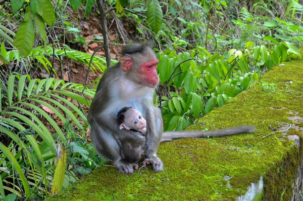 Macaco Protegendo Seu Bebê — Fotografia de Stock