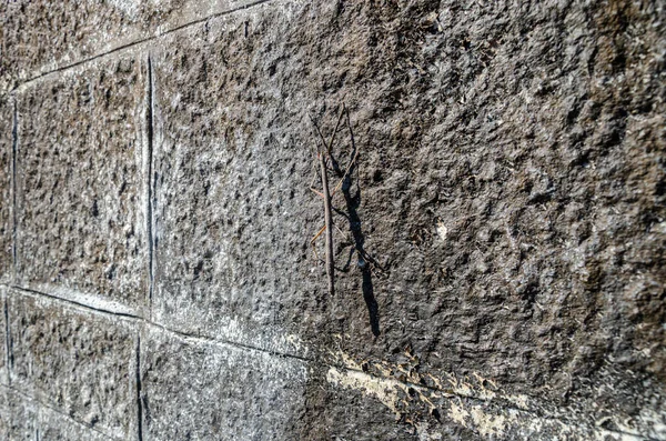 Walking Stick Insect Camouflaged Stone Wall — Stock Photo, Image