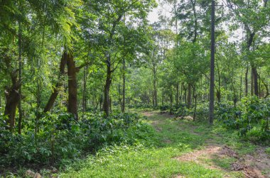 Kahve, portakal ve gümüşi meşe ağacından yapılmış kahve evi.