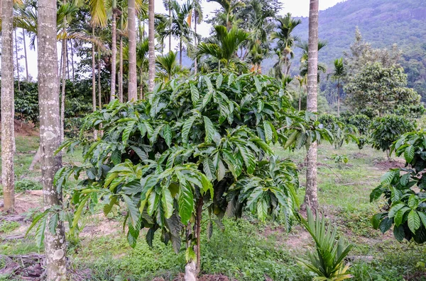 Geïntegreerde Koffie Areca Notenplantage — Stockfoto