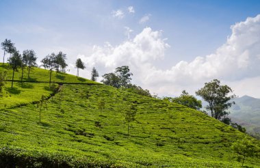 Munnar 'daki çay bahçeleri, Kerala, Hindistan