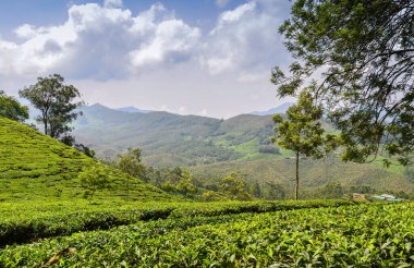 Munnar 'daki çay bahçeleri, Kerala, Hindistan