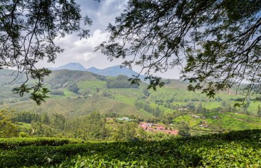 Munnar 'daki çay bahçeleri, Kerala, Hindistan