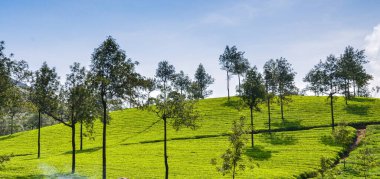 Munnar 'daki çay bahçeleri, Kerala, Hindistan