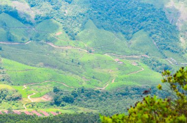Munnar, Kerala, Hindistan 'ın görkemli sisli dağları