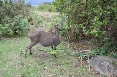 Nilgiri Tahr, Hindistan 'ın Neelgiri sıradağlarında bulunan bir tür vahşi keçi türü, neredeyse yok olmanın eşiğinde..