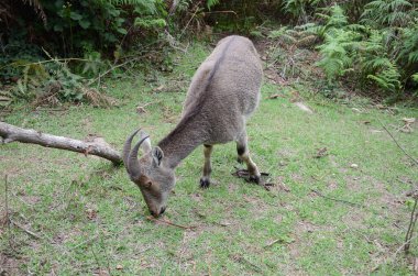 Nilgiri Tahr, Hindistan 'ın Neelgiri sıradağlarında bulunan bir tür vahşi keçi türü, neredeyse yok olmanın eşiğinde..