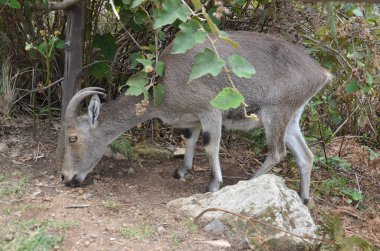 Nilgiri Tahr, Hindistan 'ın Neelgiri sıradağlarında bulunan bir tür vahşi keçi türü, neredeyse yok olmanın eşiğinde..