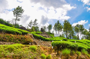 Munnar 'daki Çay Bahçeleri, Kerala, Hindistan