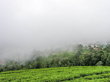 Hindistan 'da Ooty' nin sisli dağlarında çay bahçeleri