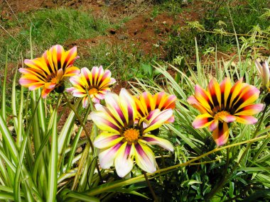 Gazania flowers in a garden at Ooty, India clipart