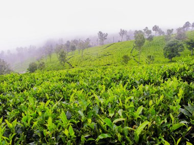 Hindistan 'da Ooty' nin sisli dağlarında çay bahçeleri