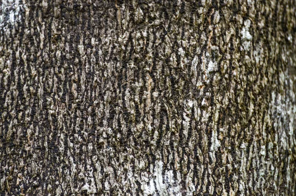 Pattern Old Tree Bark — 图库照片